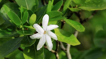 TAHITI, UN JARDIN AU GOUT DE PARADIS