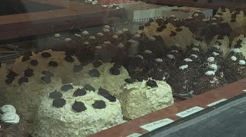 PATISSERIES FRANCAISES A LA CONQUETE DU MONDE