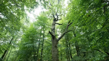 FORET