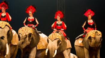 Emission spéciale -  Festival International du Cirque de Voiron - Les Coulisses