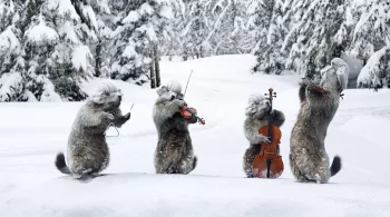 marmottes classic 