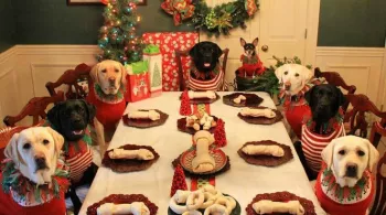 Un noël qui a du chien