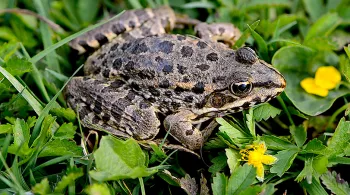 Grenouille rieuse - Photo Eric Pagès