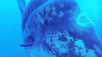 la face cachée du poisson-lune
