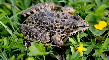 grenouille