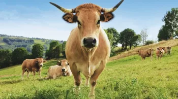 Dimanche en Politique Grand Est au Salon International de l'Agriculture