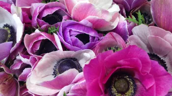 fleurs