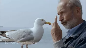 Le cri du goéland
