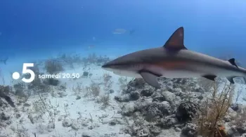 Bahamas, un rêve en bleu