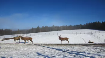Aventures polaires en Franche-Comté