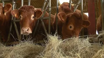 Vaches