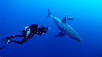 Stéphane Granzotto & François Sarano partent à la recherche des requins de Méditerranée