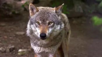 LOUP