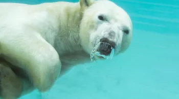 Une saison au zoo