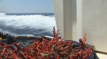 corail