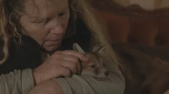 Bébé renard