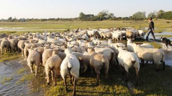 La guerre des moutons