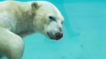 UNE SAISON AU ZOO