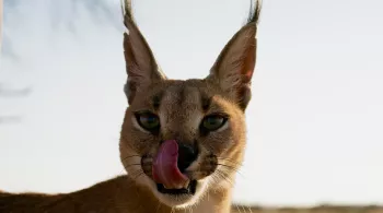 HISTOIRES DE CHATS