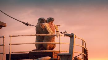 Les Marmottes Titanic 