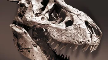 "Un T. rex à Paris" - Tyrannosaurus rex 'Trix' © MNHN