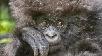 BEBES ANIMAUX