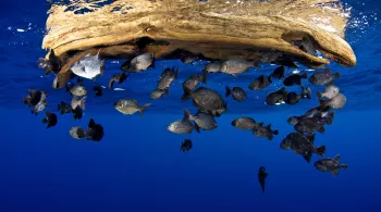 PLANÈTE BLEUE 2