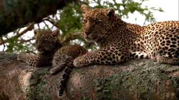 PREMIERS PAS DANS LA SAVANE