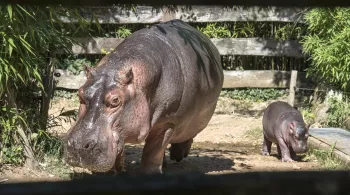 UNE SAISON AU ZOO