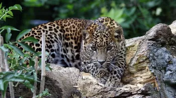 zoo de Maubeuge