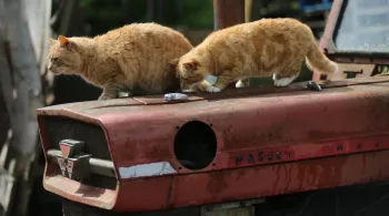 CHATS DES VILLES ET CHATS DES CHAMPS
