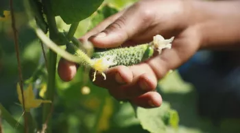 CORNICHON, L'AGITÉ DU BOCAL