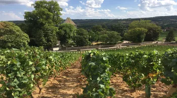 Vignoble de Santenay