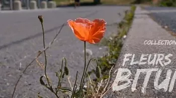 Fleurs de bitume