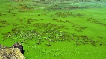 Algaghjili murtali