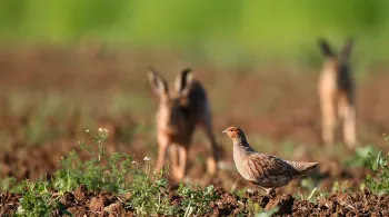 Dim pol chasse © Dominique Gest