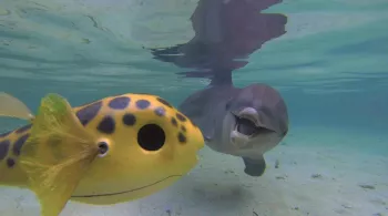 CAMERAS ESPIONS CHEZ LES DAUPHINS ET LES ORQUES