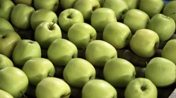 Pauvres pommes