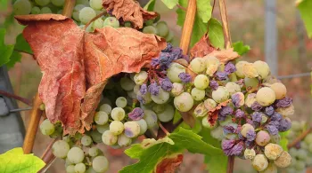 Photo Pixabay- Sécheresse Grappe de raisin