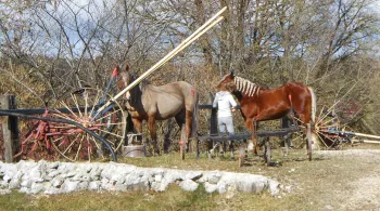 Les chevaux comtois