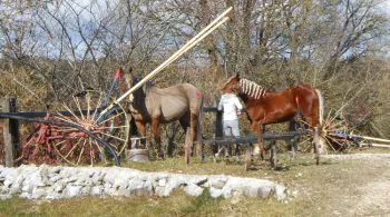 Le Cheval Comtois