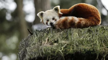 UNE SAISON AU ZOO