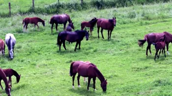 chevaux