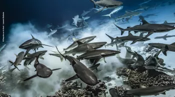 © Requins sur le fond - Laurent Ballesta