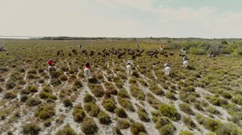 Diffusion du film documentaire "La Camargue, un radeau fragile" le lundi 26 novembre à 23h30. 