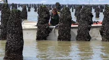 moules