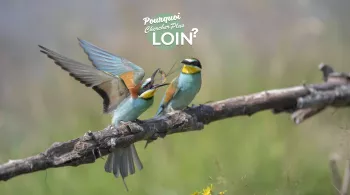 Pourquoi chercher plus loin - crédit FTV 