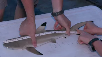 Les bébés requins