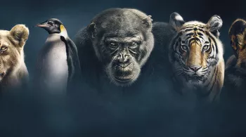 DYNASTIES