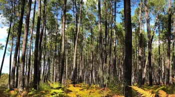 Landes